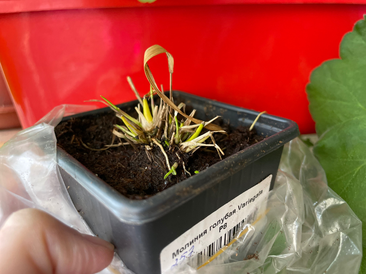 К молинии нет вопросов, маленькая, но бодрая. 