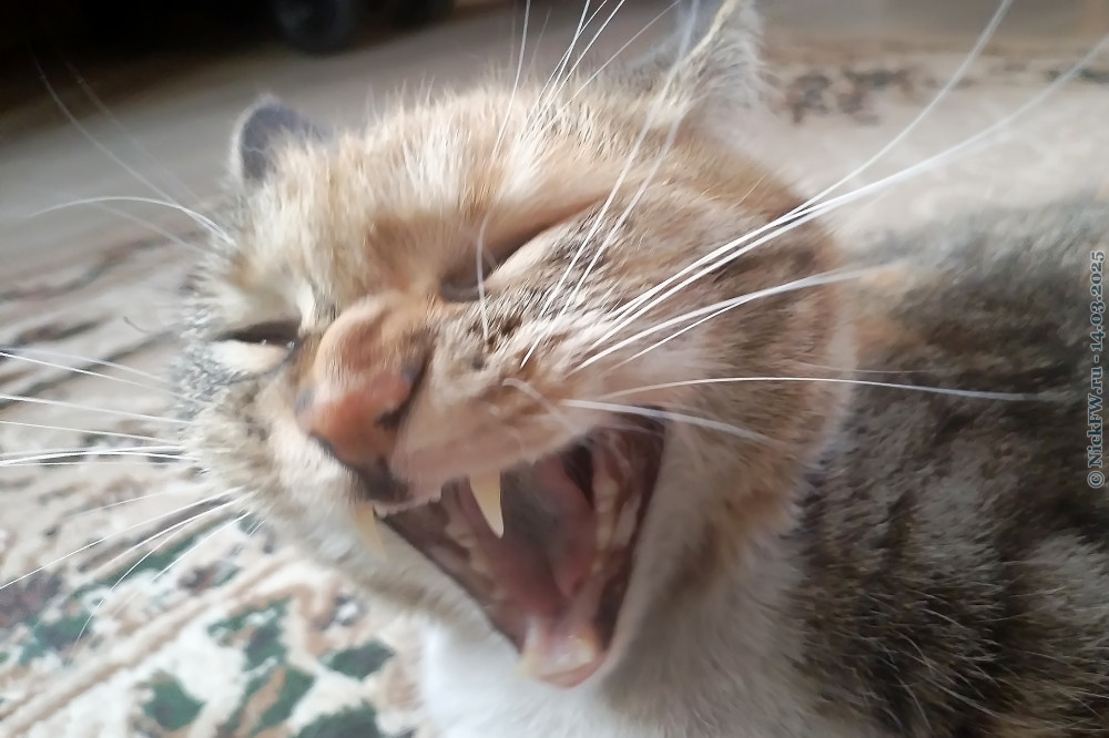 2. Маруська... © NickFW.ru — 14.03.2025г.