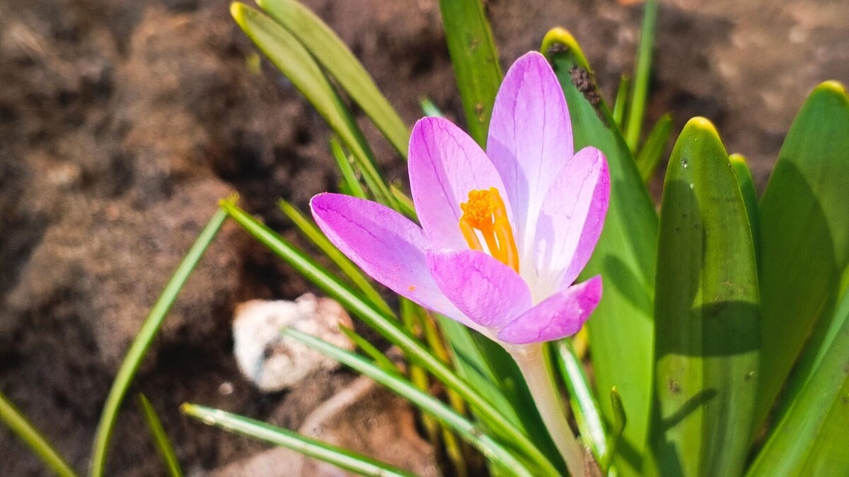     Источник: 1MI