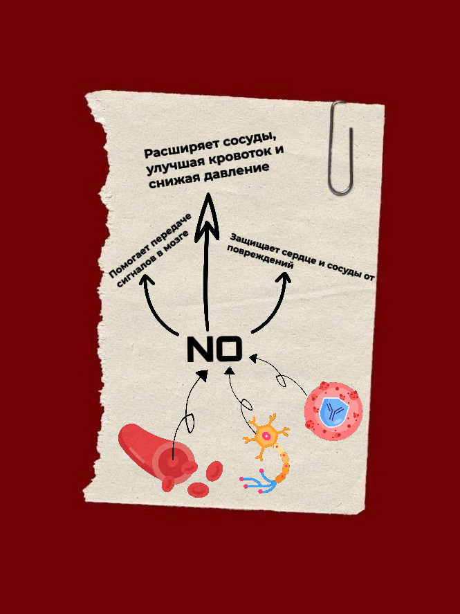 Действие оксида азота II в организме
