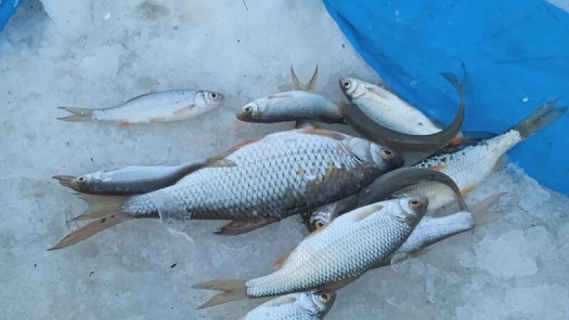     Улов Алтайских рыбаков. Алтайское Рыболовное Сообщество.