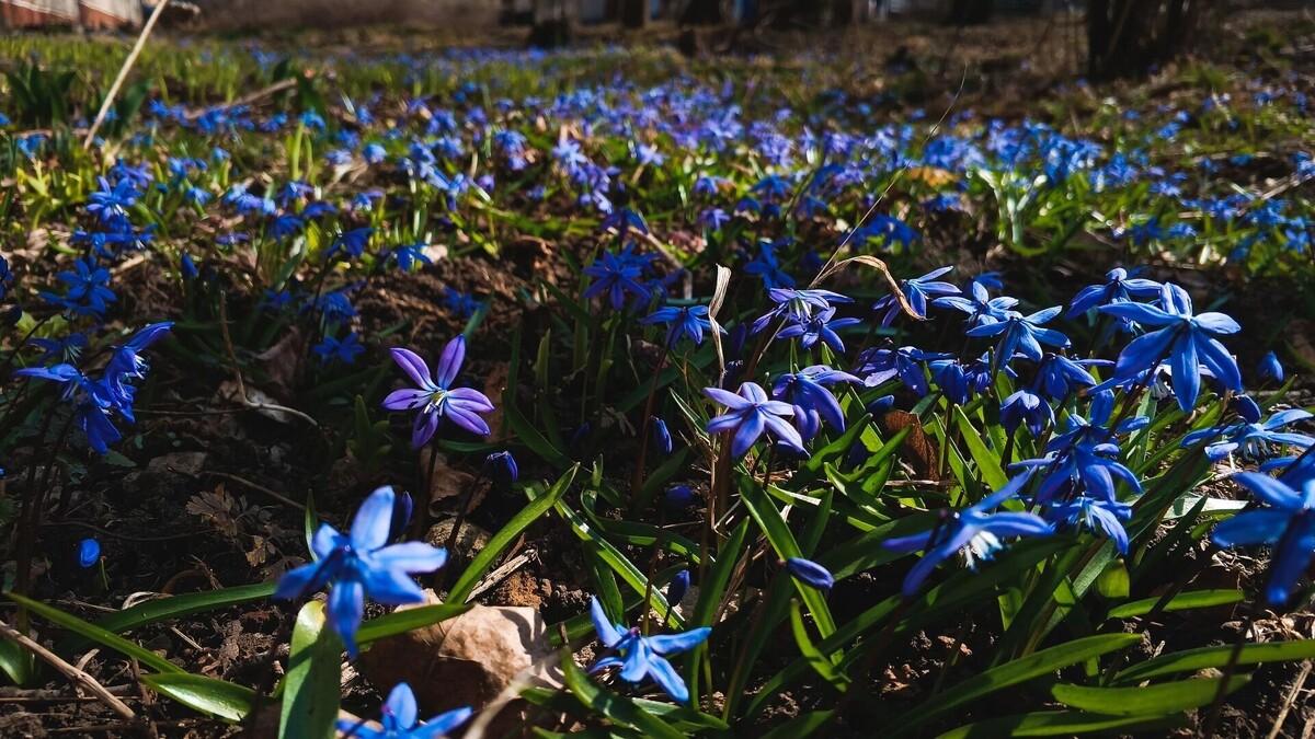     Источник: 1MI