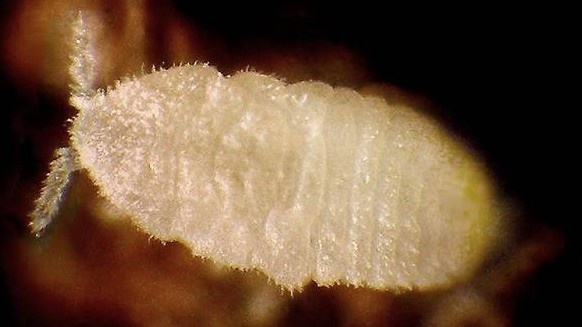 Фото: Яндекс Картинки