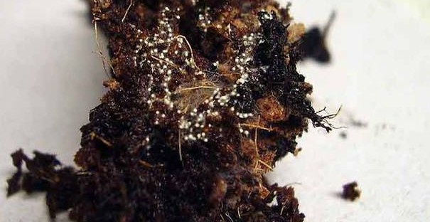 Фото: Яндекс Картинки