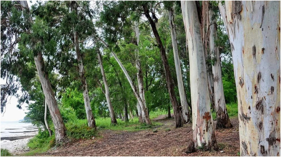 Эвкалипты в Сухуми