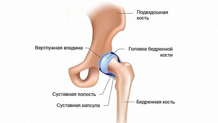 Тазобедренный сустав
