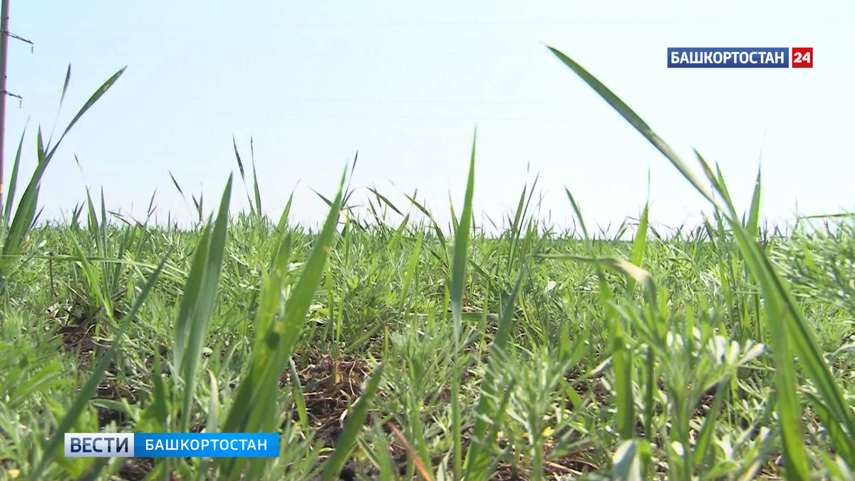    В лесхозах Башкирии начали готовить технику к пожароопасному сезону