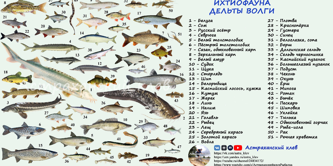 Ихтиофауна дельты Волги Астраханской области