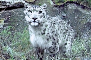    Фото: Росзаповедцентра Минприроды России