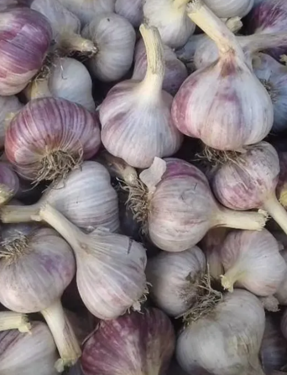 Фото ярового чеснока взято из интернета.