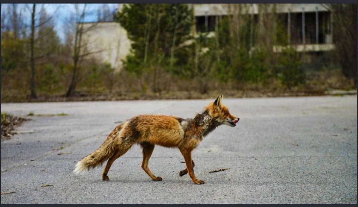 Сайт владелец картинки https://pikabu.ru/story/priroda_chernobyilya_kak_izmenilas_mestnaya_fauna_za_polveka_otchuzhdeniya_11690660