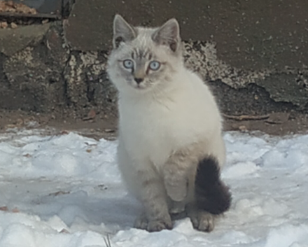 Порода напоминает невскую маскарадеую