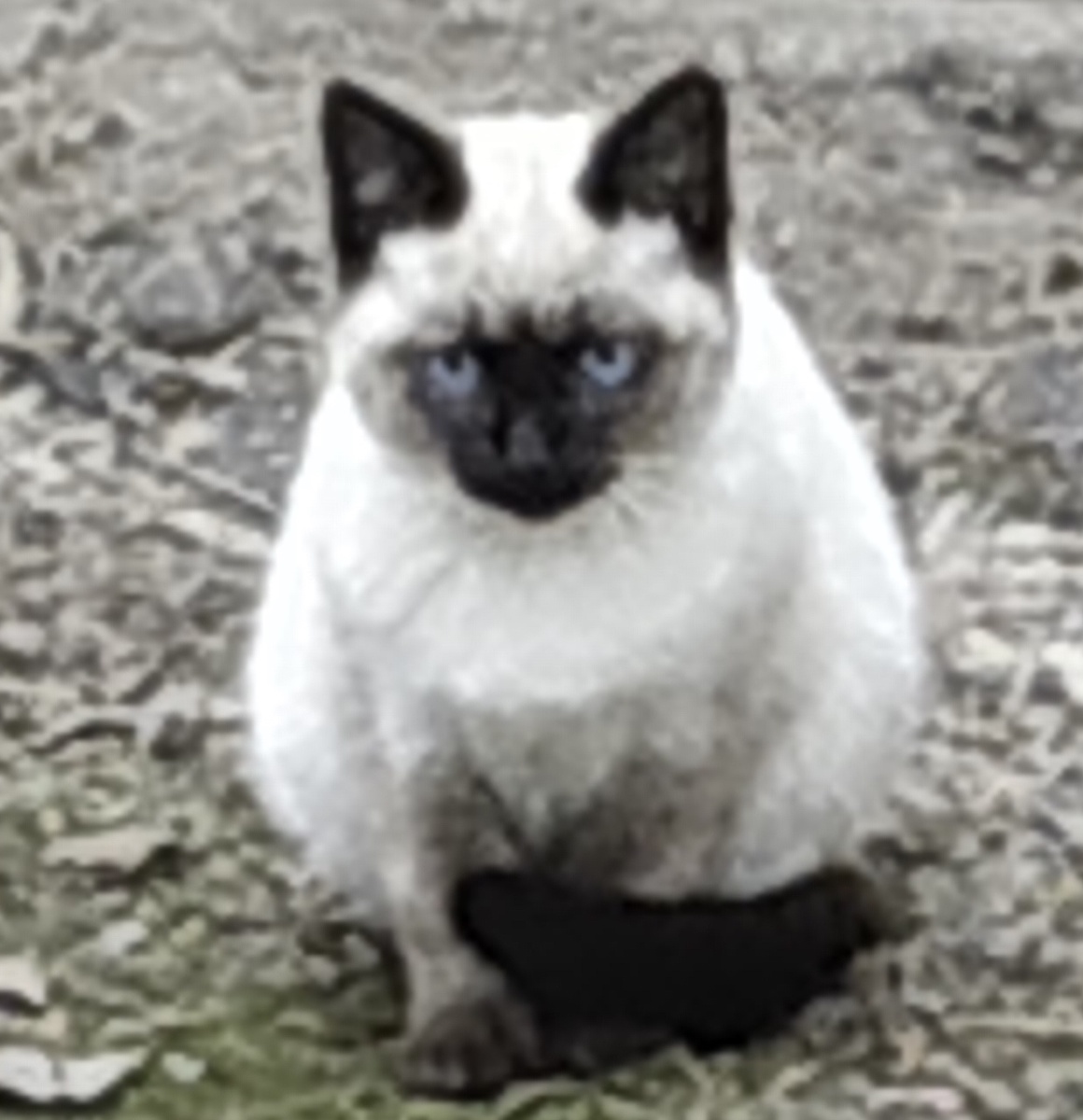 А этот котик очень похож на тайского