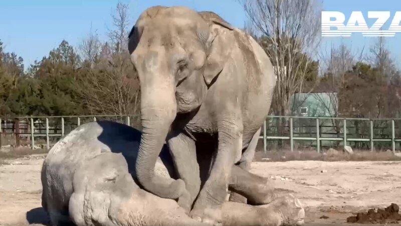     Прощание слоних подружек. парк львов "Тайган".