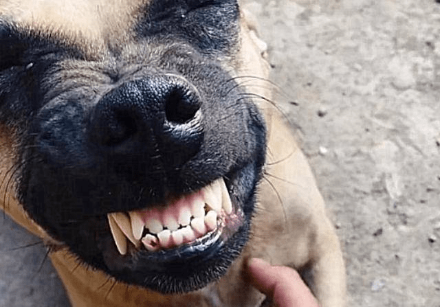 Страх на улицах: Бездомные собаки калечат людей — усыпить или спасти? Этическая война за жизни.