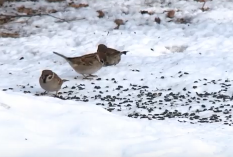     Синоптики прогнозируют красноярцам до +17 градусов на следующей неделе