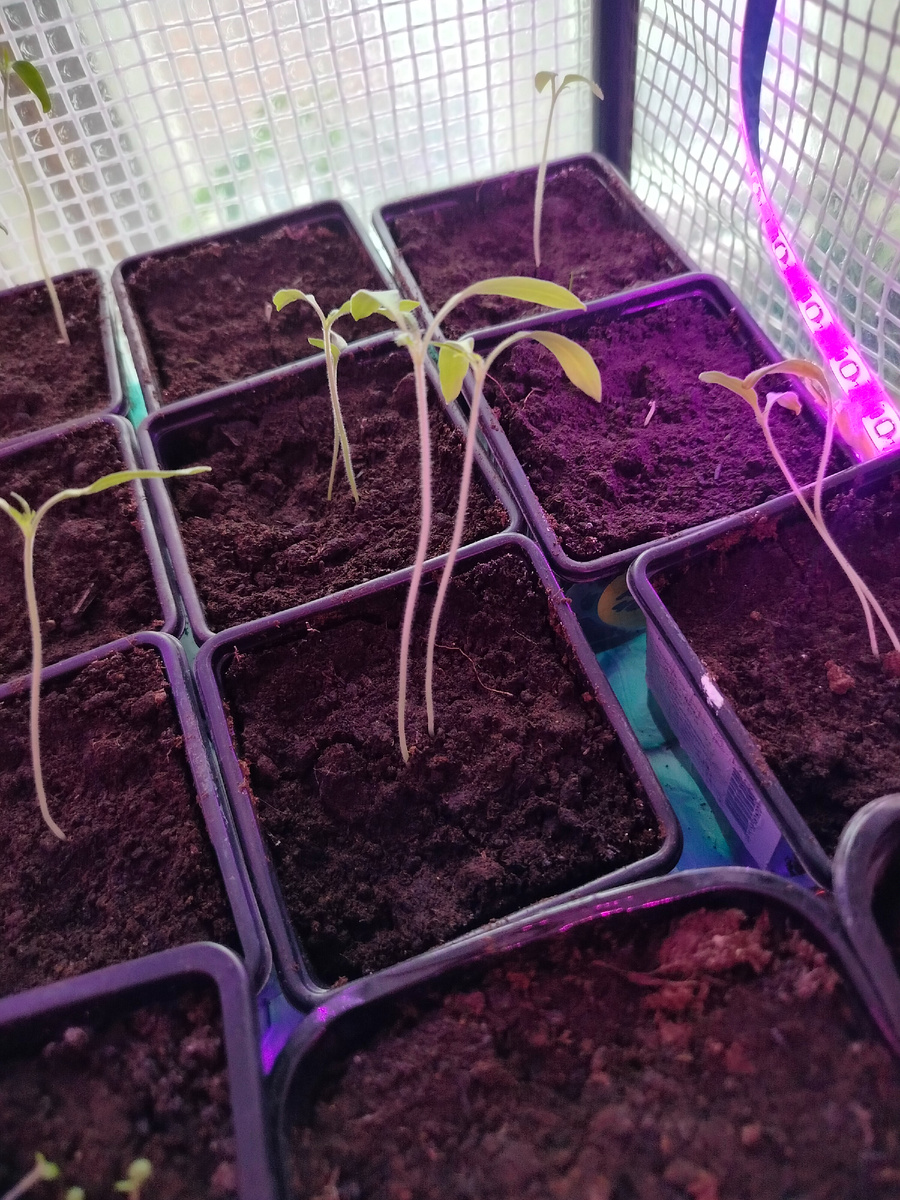 Моя вытянувшаяся рассада.