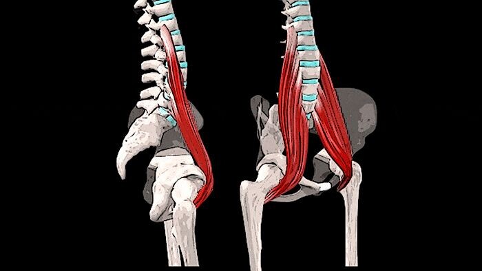 подвздошно поясничная мышца