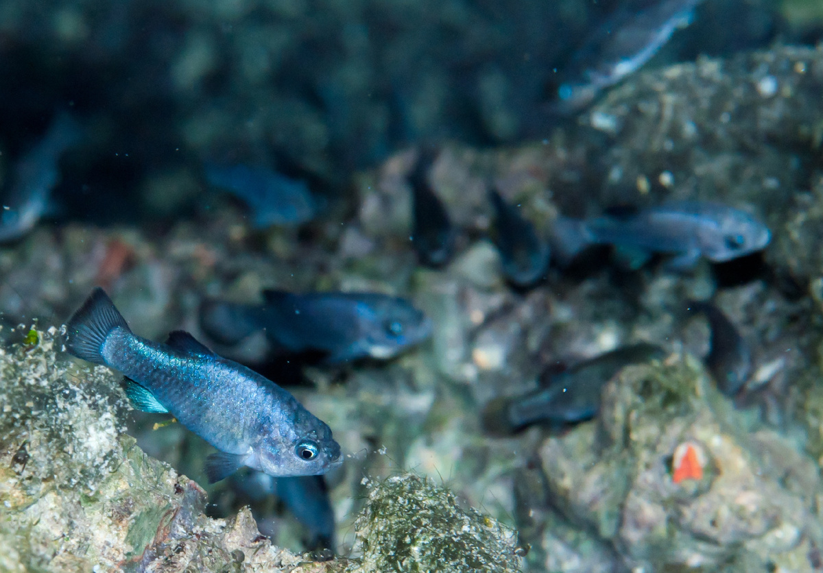 Дьявольский карпозубик живёт только в этом озере! (Фото: media.npr.org).