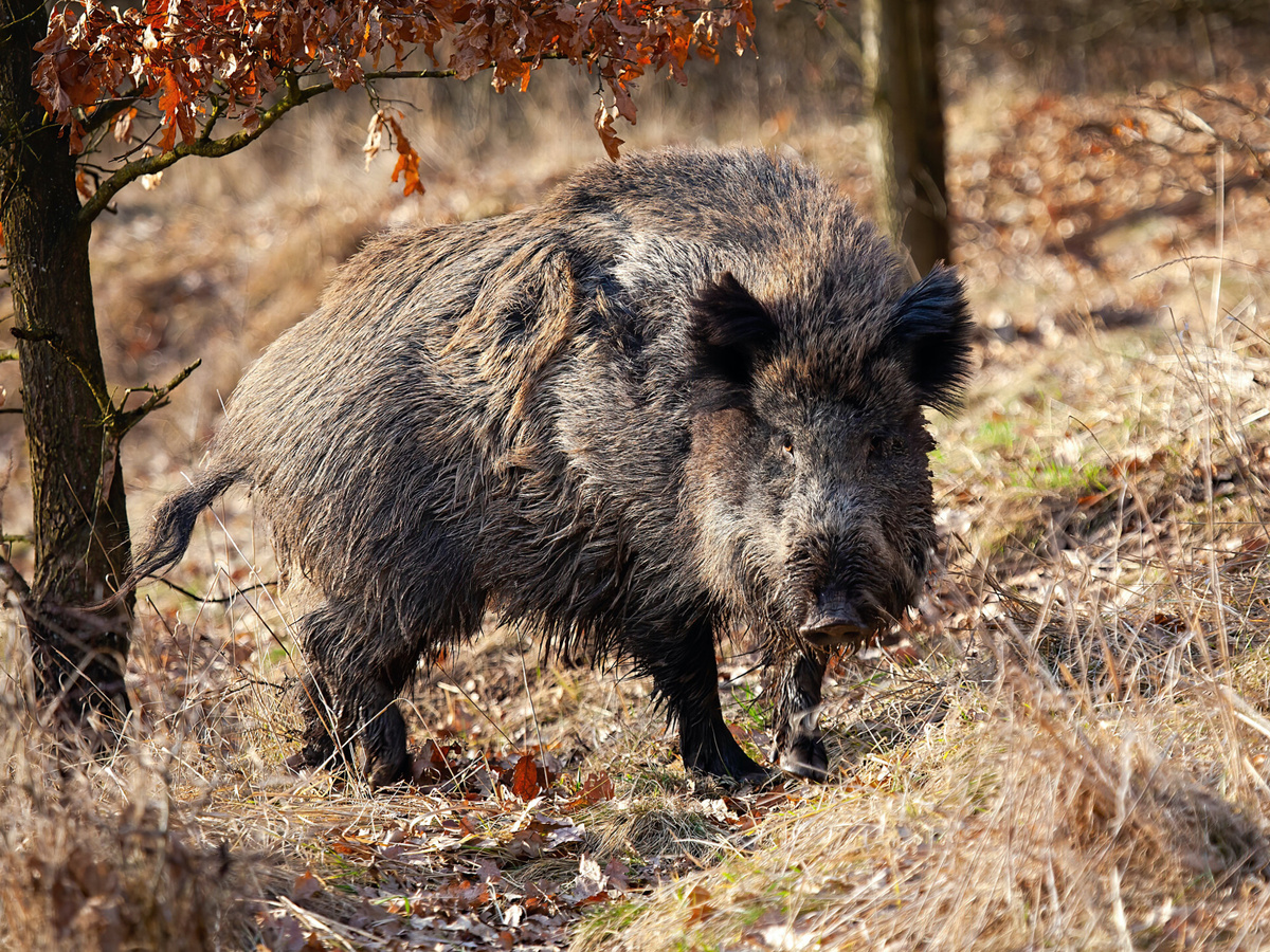Во время гона члены кабаньего коллектива могут проявлять агрессию к нарушителям границ их владений — хоть к сородичу, хоть к волку, хоть к дядьке Черномору! Но кабан — не хищник и редко нападает по своей инициативе на человека. Гораздо чаще на агрессию его провоцируют охотники.