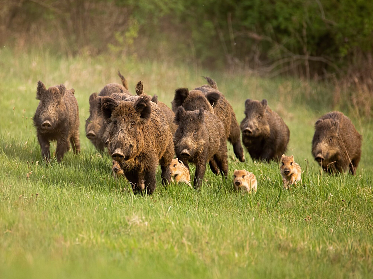 В стаде на период гона прекращается матриархат. Сильные кабаны отгоняют от самок молодых и слабых самцов, а от матерей отгоняют их подрастающих подсвинков. Короче говоря, ведут себя по-свински!