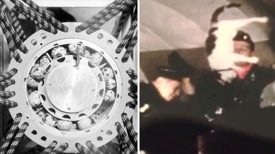 Фото: © Кадр из программы "Как устроен мир", РЕН ТВ