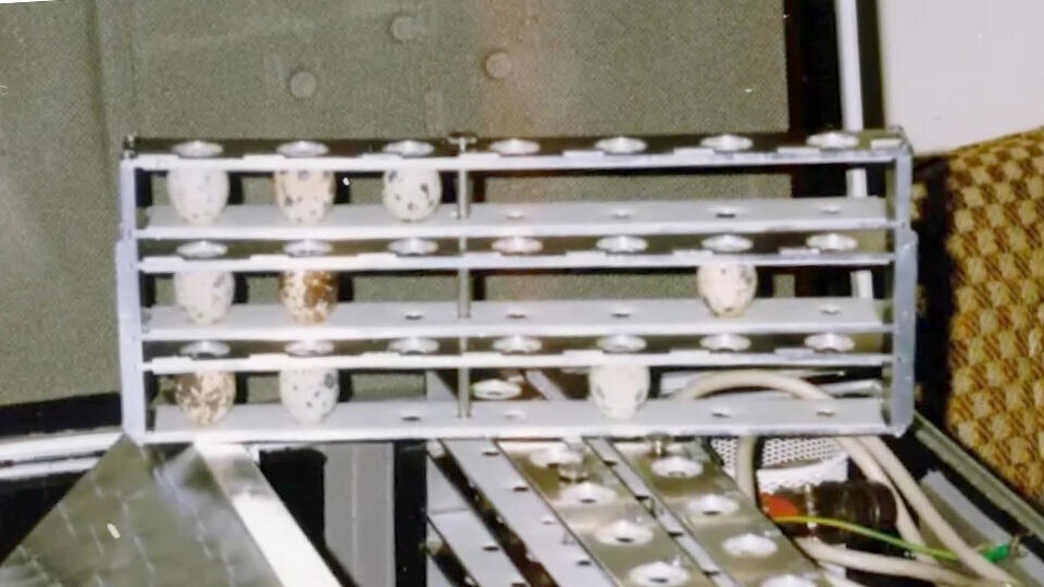 Фото: © Кадр из программы "Как устроен мир", РЕН ТВ