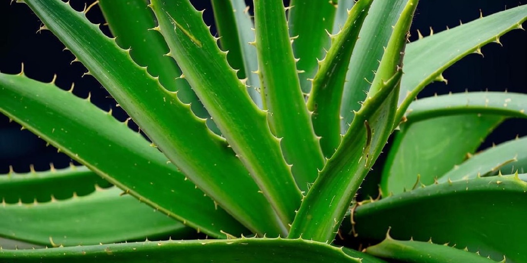 Алоэ — лекарство от всех недугов или маркетинговая уловка?