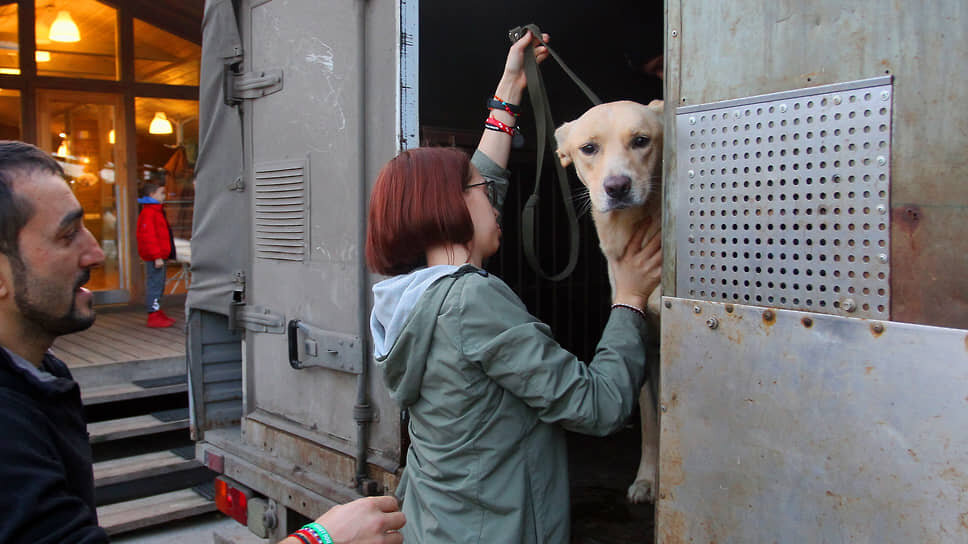 Дискуссии на тему умерщвления брошенных собак и кошек велись еще в июле прошлого года. Тогда Конституционный суд (КС) указал, что усыпление бездомных питомцев возможно только в четырех случаях.📷Фото: Роман Яровицын / Коммерсантъ