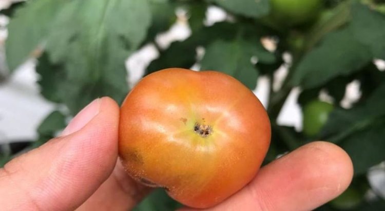    Тепличный комплекс в Ленинградской области борется с вирусом коричневой морщинистости плодов томата