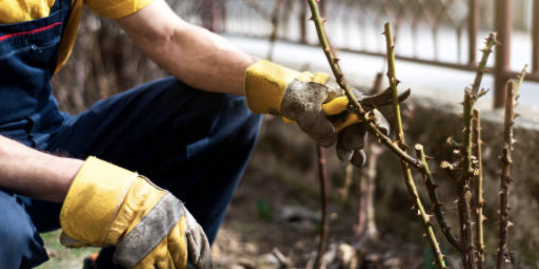 Розы. Реанимация после зимы. Спасение возможно, даже если кажется, что шансов нет.