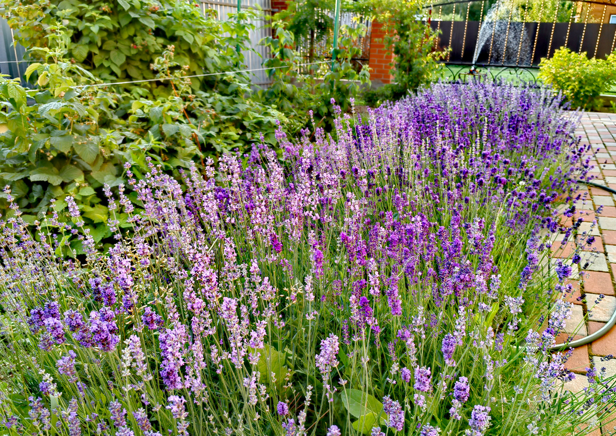 Моя лаванда из семян. На второй год после посева.