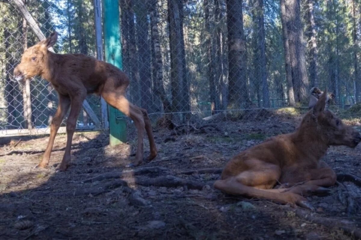    Житель Ухты стал фигурантом уголовного дела из-за убийства самки лося