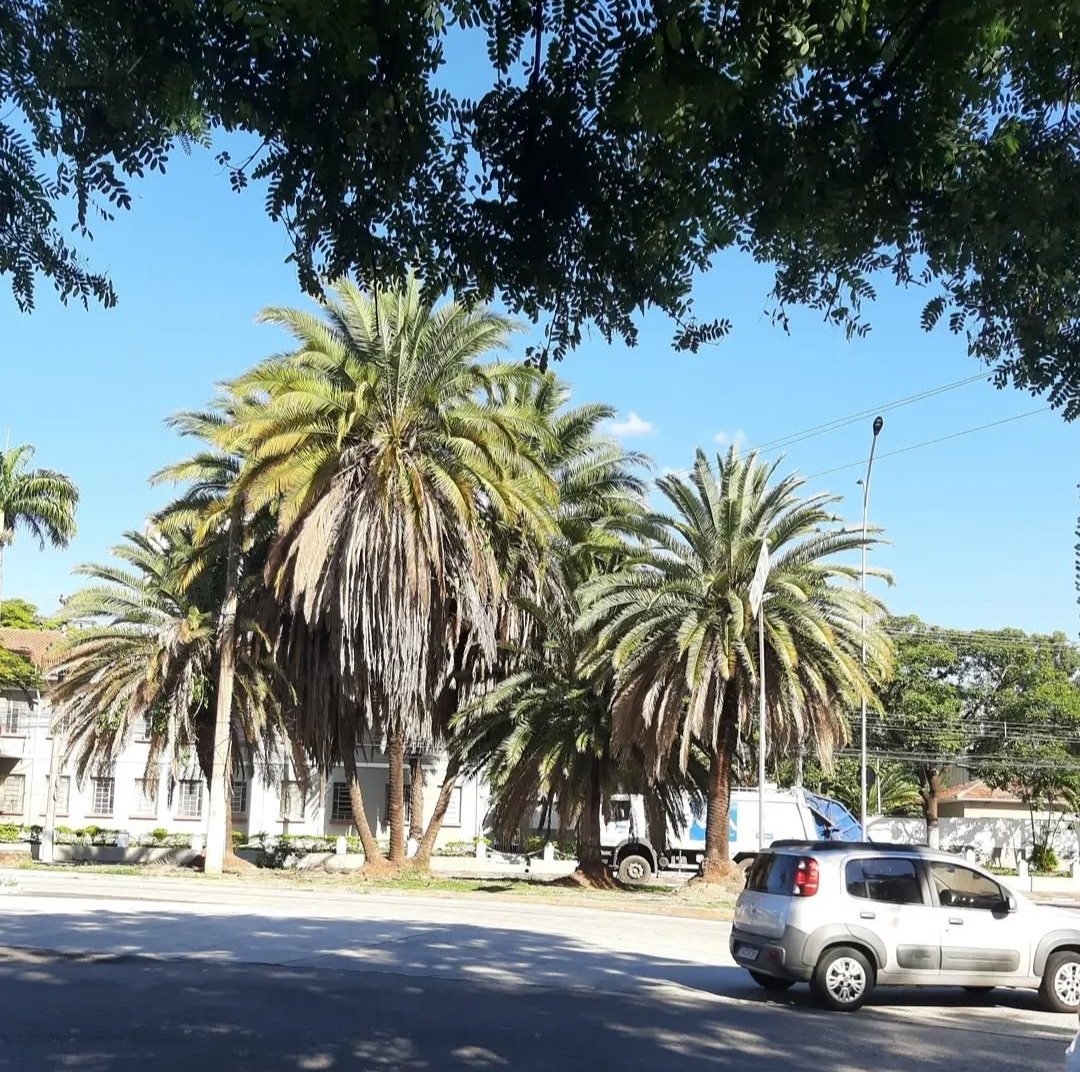 Кампинас (штат Сан-Паулу)