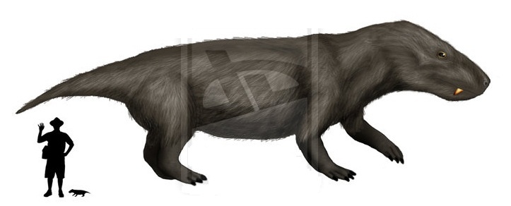 Трираходон по сравнению с человеком. 