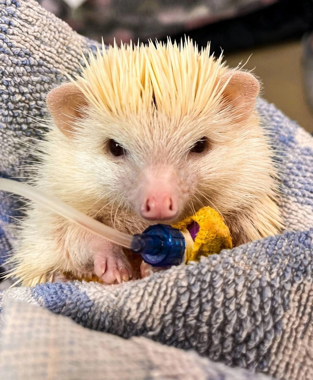    В Кирове маленькой ежихе удалили опухоль