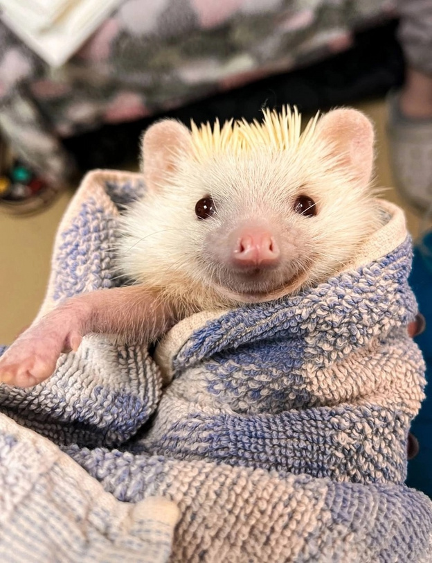    В Кирове маленькой ежихе удалили опухоль