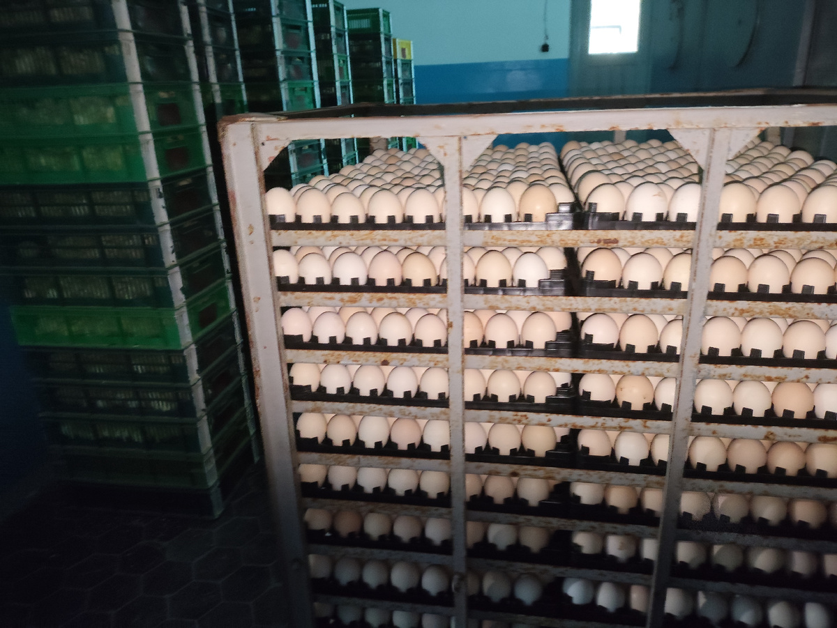 Вон в тех зеленых ящиках битком набиты цыплята, и они орут!