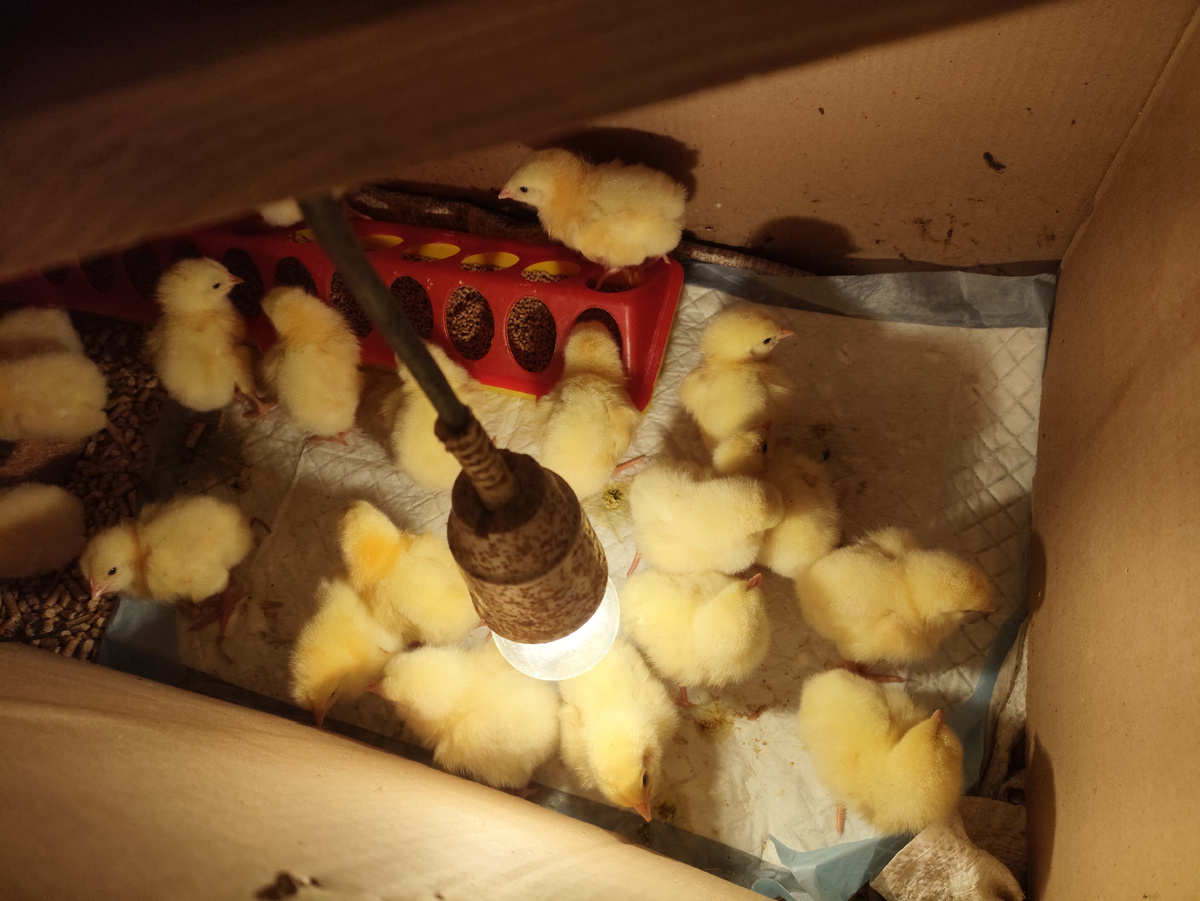 Пока еще 20 штук.