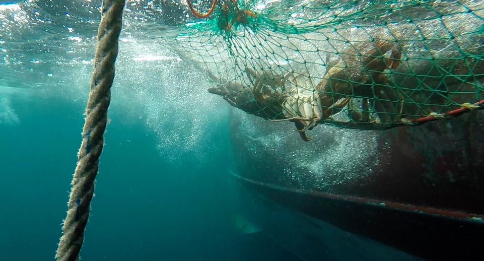    Russian Crab/XinHua / www.globallookpress.com