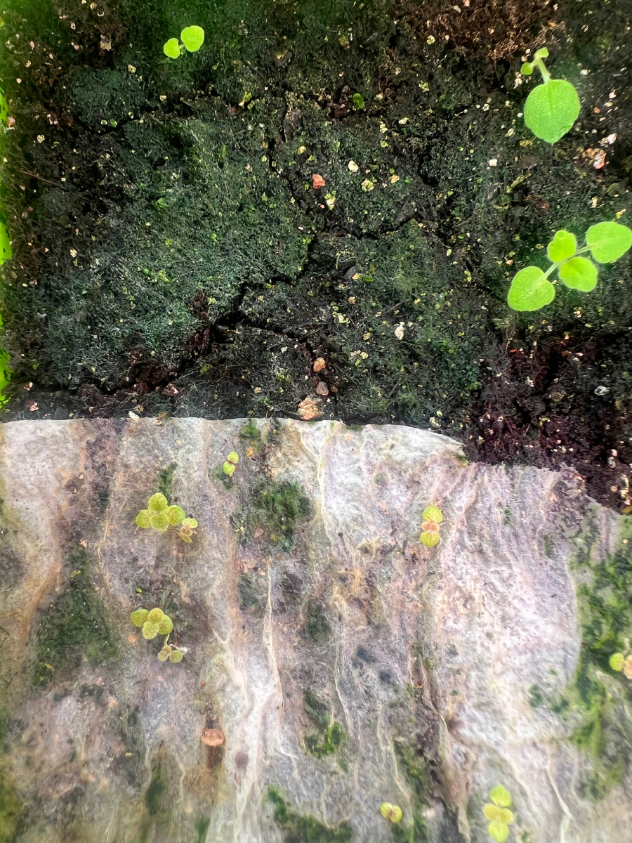 Бедолаги🥲