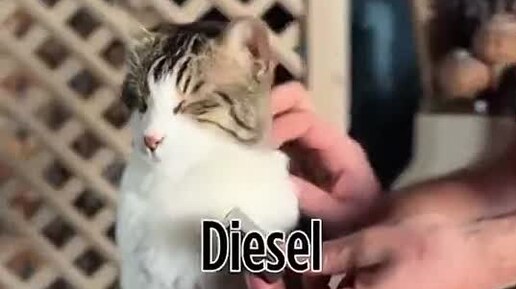 Наглядная разница двигателей, показанная на мурлыканье котов | Hi-Tech Mail