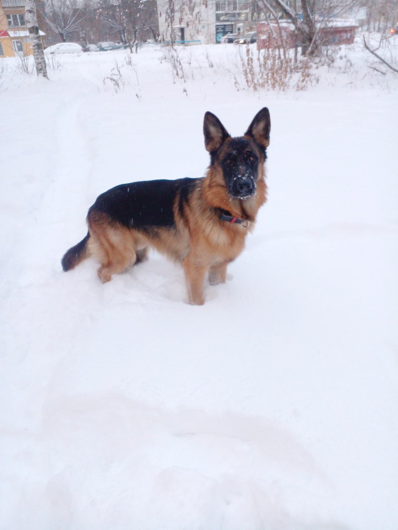 Асгерт на прогулке, фото автора. 
