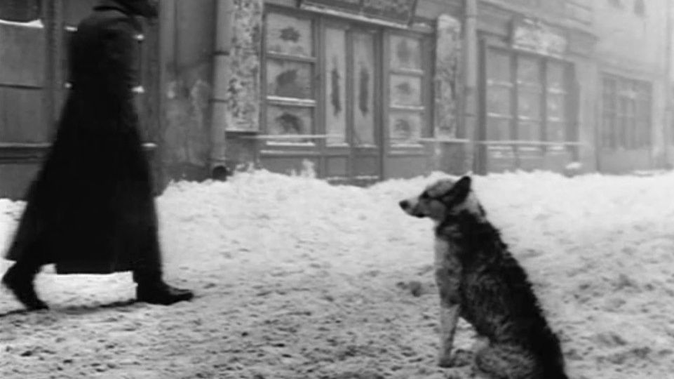Как в начале ХХ века в Туле боролись с бродячими собаками