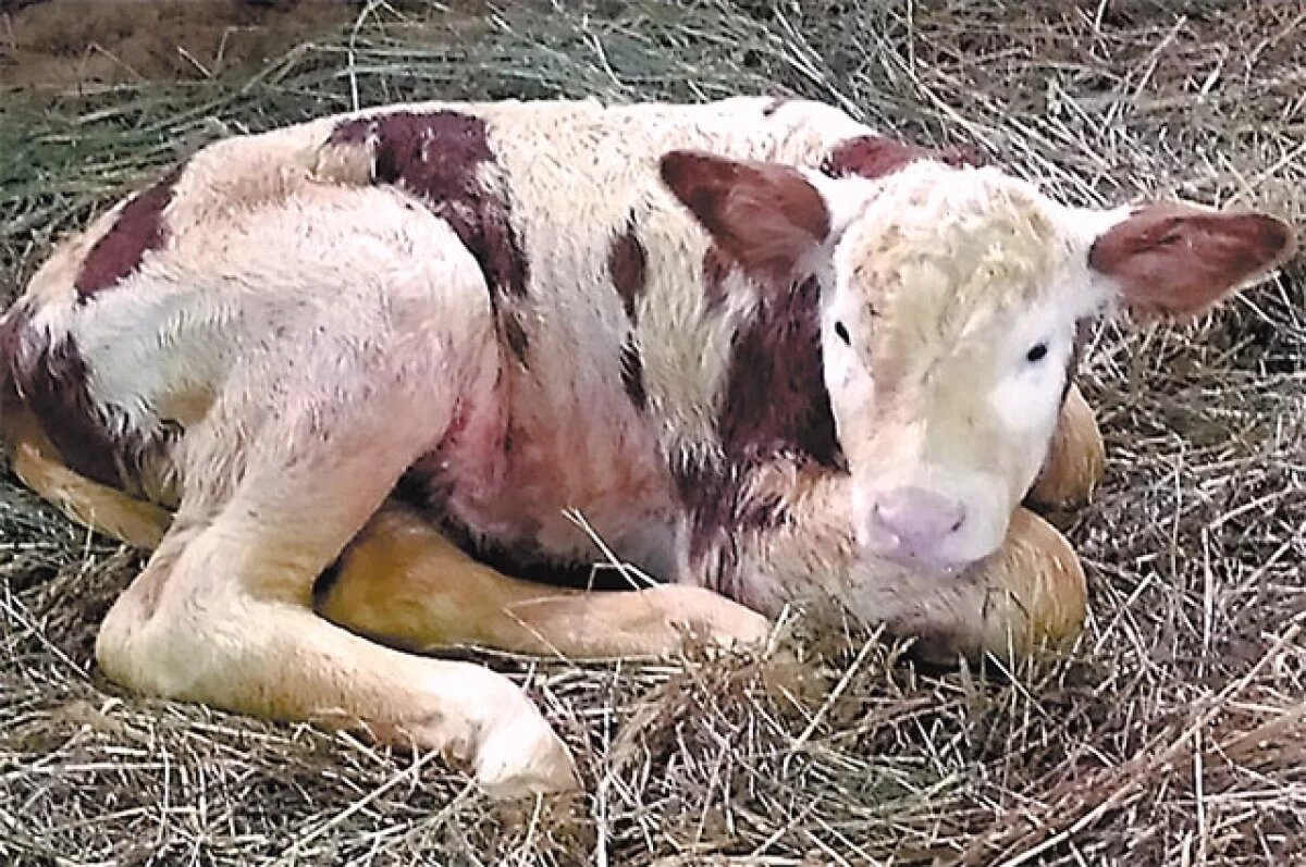    В Тверской области фермер заплатит автомобилисту за сбитого телёнка