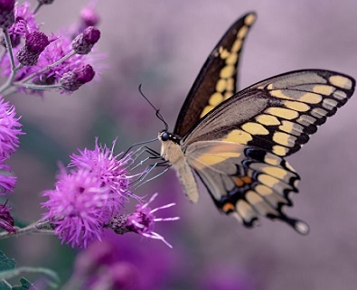 Изображение из открытого источника. Unsplash