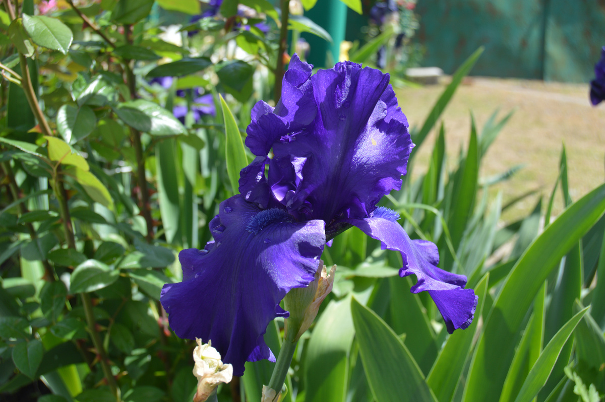 Фото автора. Май 2024. Ждём цветы, весны 2025.