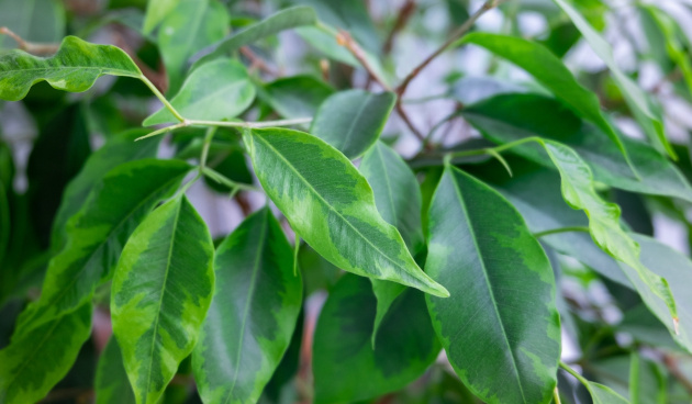 Фикус бенджамина Анастасия. 