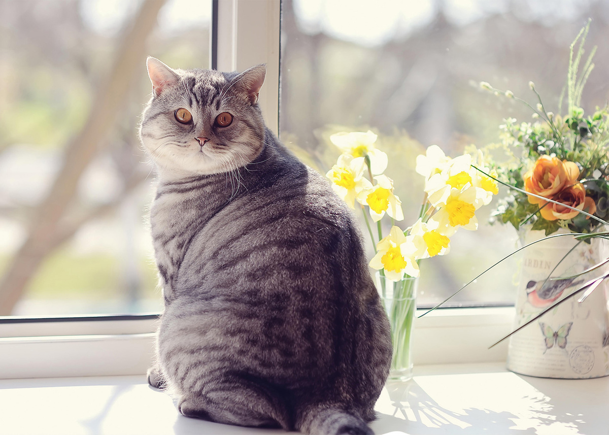 Ожирение у кошек