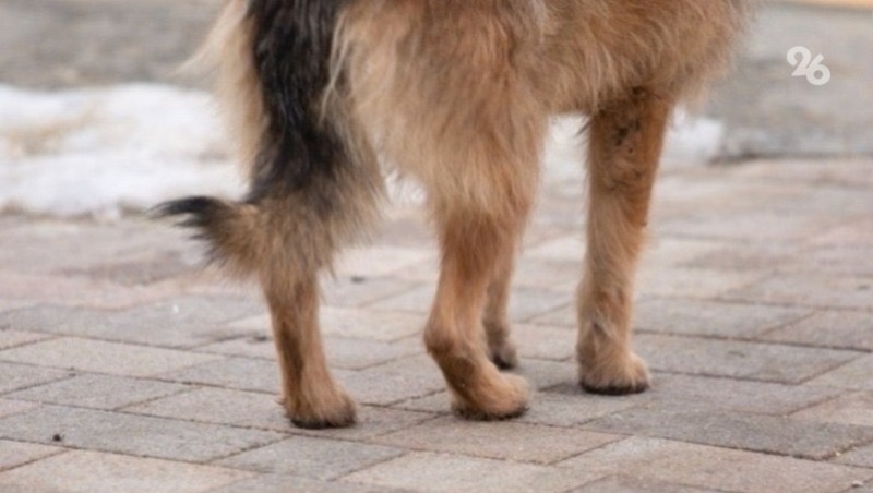      Фото: ИА «Победа26»